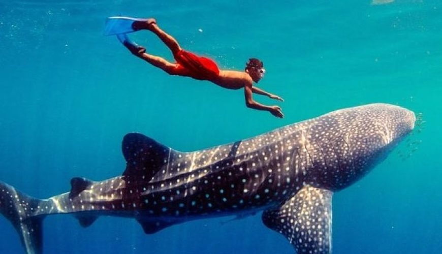 Oslob Whale Shark Watching + Kawasan Falls Canyoneering