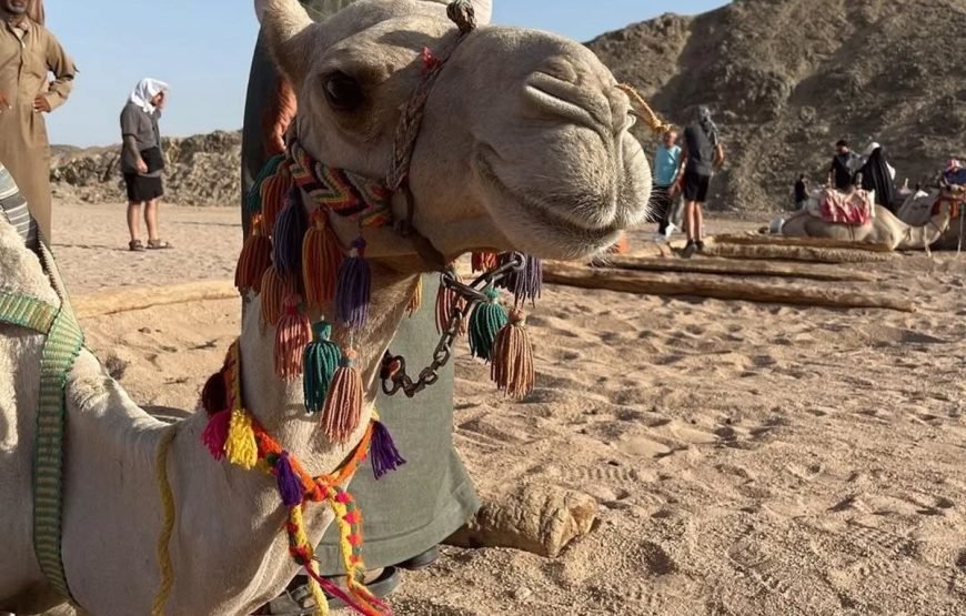 Hurghada ATV Quad, Camel and Spider Car with Dinner Show