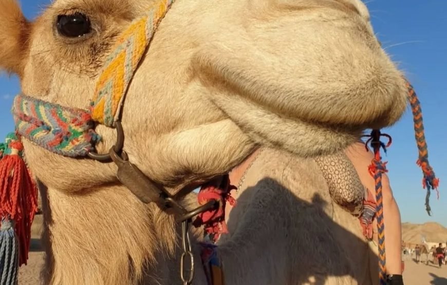 Hurghada ATV Quad, Camel and Spider Car with Dinner Show