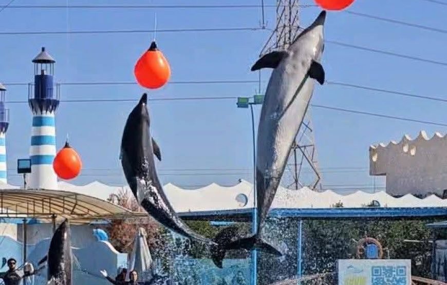 Dolphin Show at Dolphin World Hurghada – Family Fun with Optional Swimming & Hotel Transfers