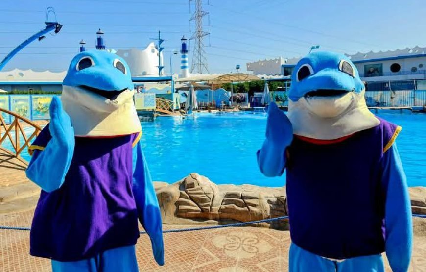 Dolphin Show at Dolphin World Hurghada – Family Fun with Optional Swimming & Hotel Transfers