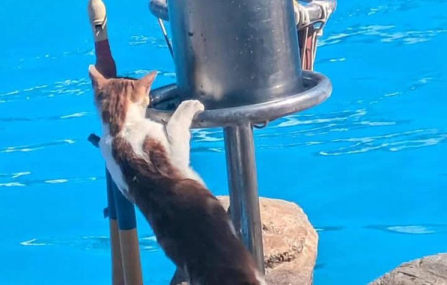 Dolphin Show at Dolphin World Hurghada – Family Fun with Optional Swimming & Hotel Transfers