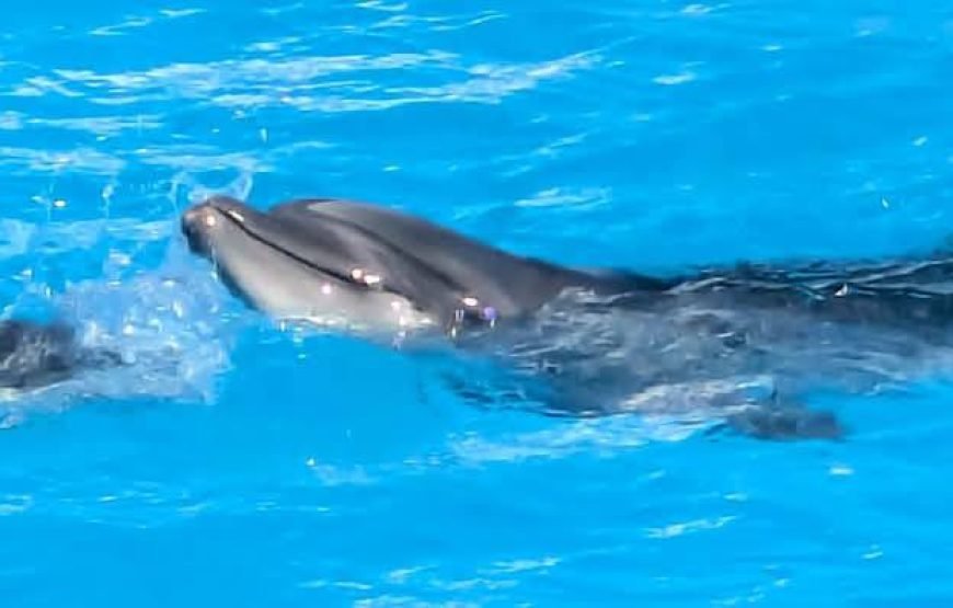 Dolphin Show at Dolphin World Hurghada – Family Fun with Optional Swimming & Hotel Transfers