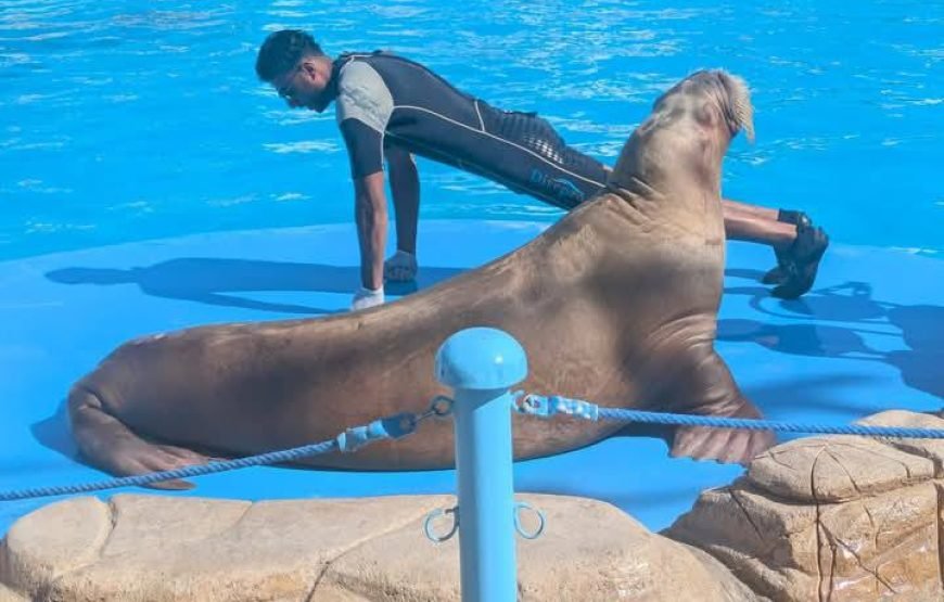 Dolphin Show at Dolphin World Hurghada – Family Fun with Optional Swimming & Hotel Transfers
