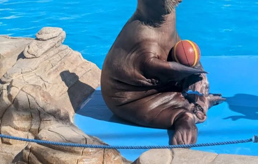 Dolphin Show at Dolphin World Hurghada – Family Fun with Optional Swimming & Hotel Transfers