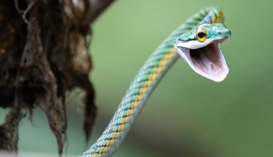 7 Day Amazon Deep Survival Trip To Amanã Lake