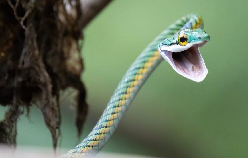 7 Day Amazon Deep Survival Trip To Amanã Lake