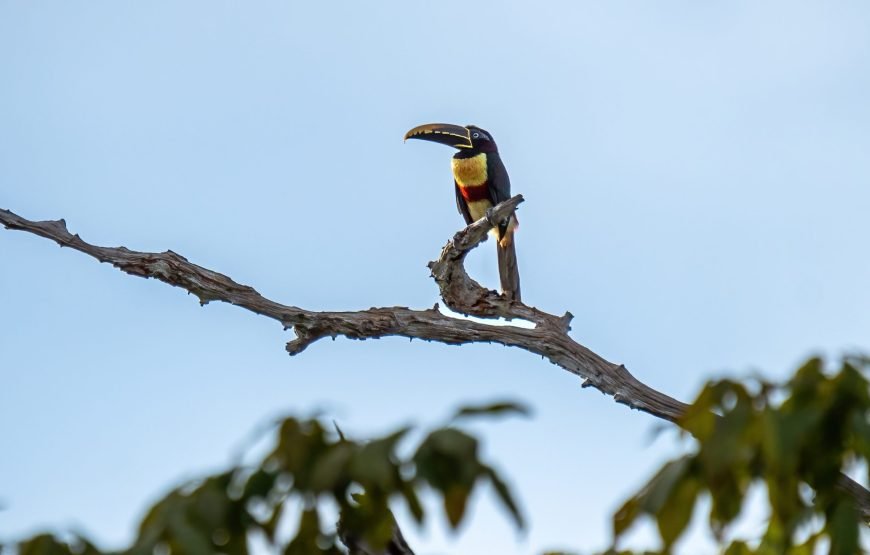 7 Day Amazon Deep Survival Trip To Amanã Lake