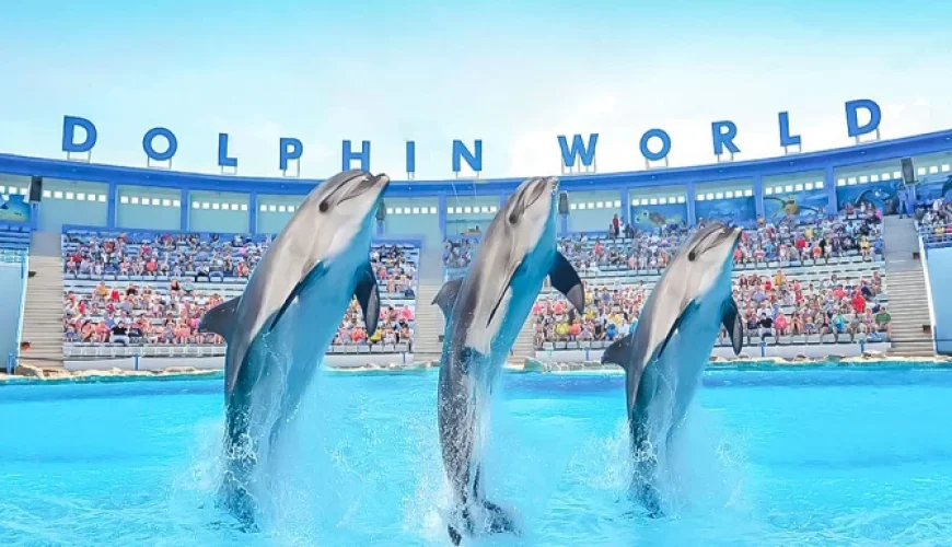 Dolphin Show at Dolphin World Hurghada – Family Fun with Optional Swimming & Hotel Transfers