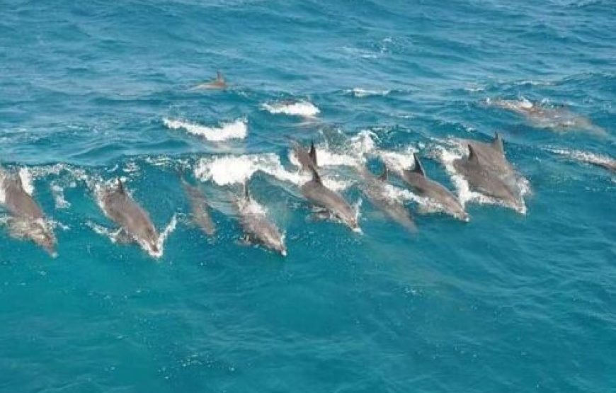 Dolphin House & Water Sports with Snorkeling