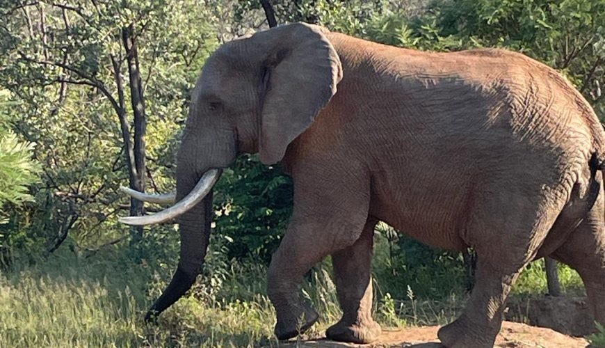 Pilanesberg Nature Reserve Park