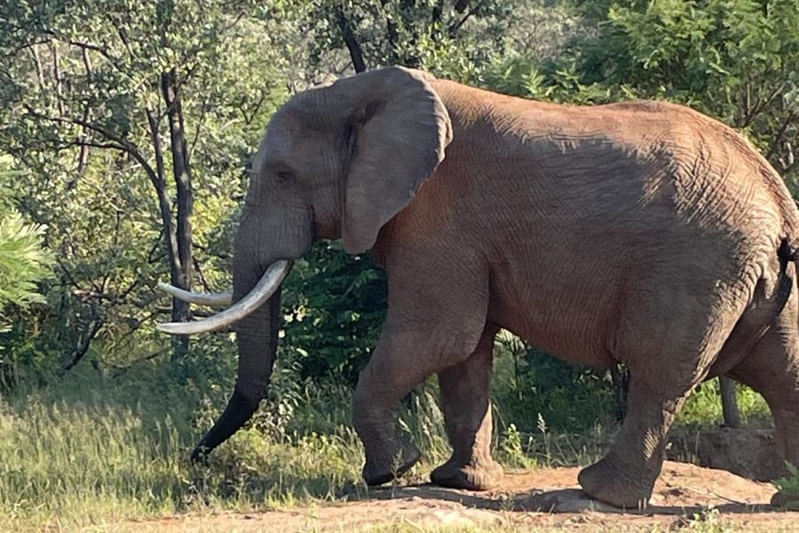 Pilanesberg Nature Reserve Park