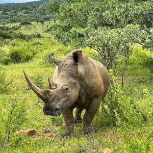 Pilanesberg Nature Reserve Park