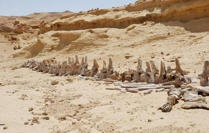 Royal Egypt: A VIP Journey Through Time, Nature & the Nile