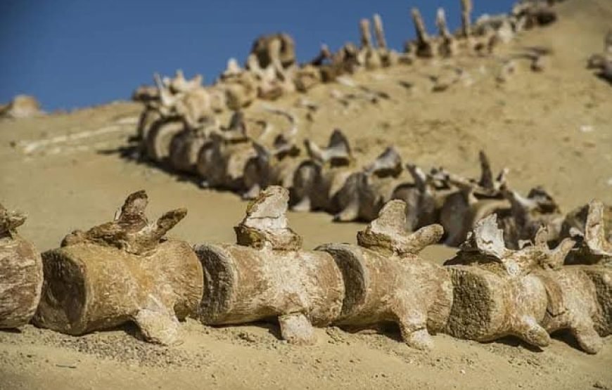 Royal Egypt: A VIP Journey Through Time, Nature & the Nile