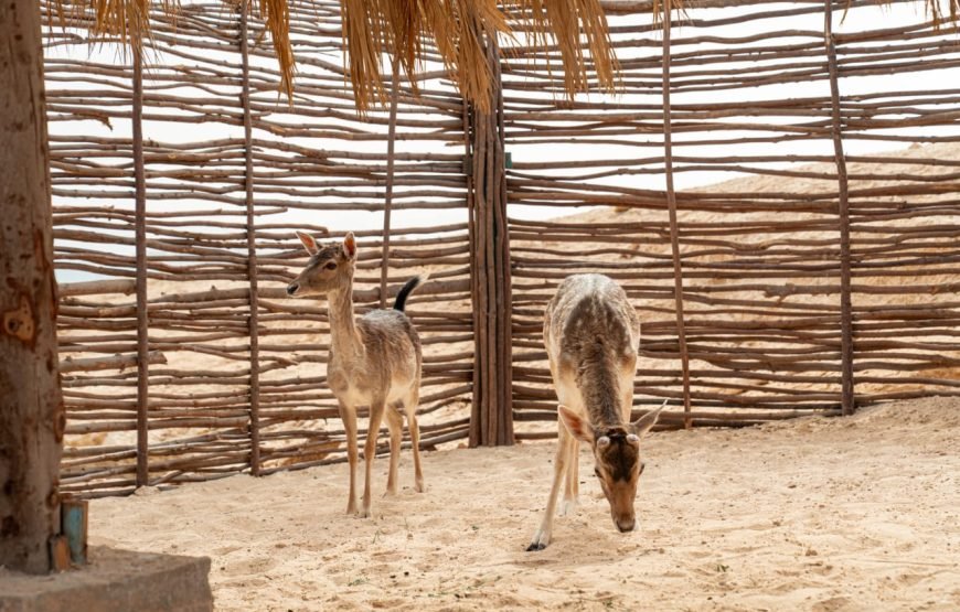 Ozirea Island Day Trip – Paradise in the Red Sea