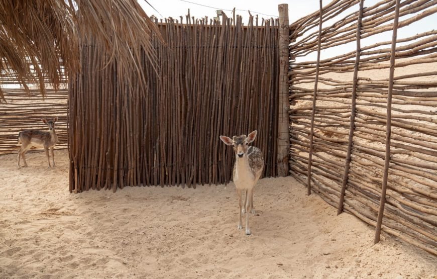 Ozirea Island Day Trip – Paradise in the Red Sea