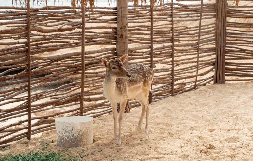 Ozirea Island Day Trip – Paradise in the Red Sea