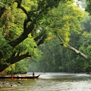 Taman Negara: A Journey Through the Rainforest