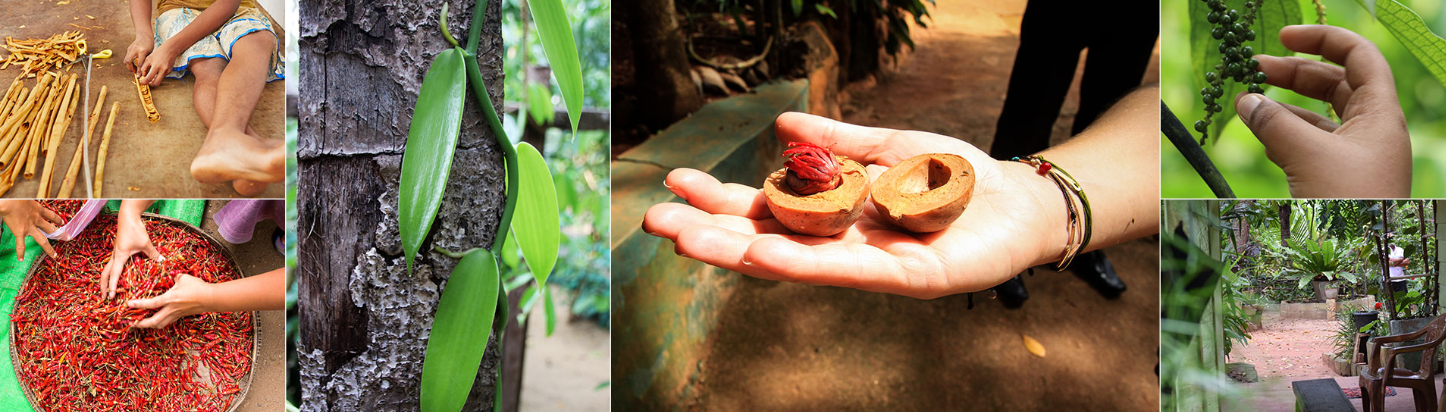 Spice & Herbal Garden with Free Ayurvedic Foot Massage