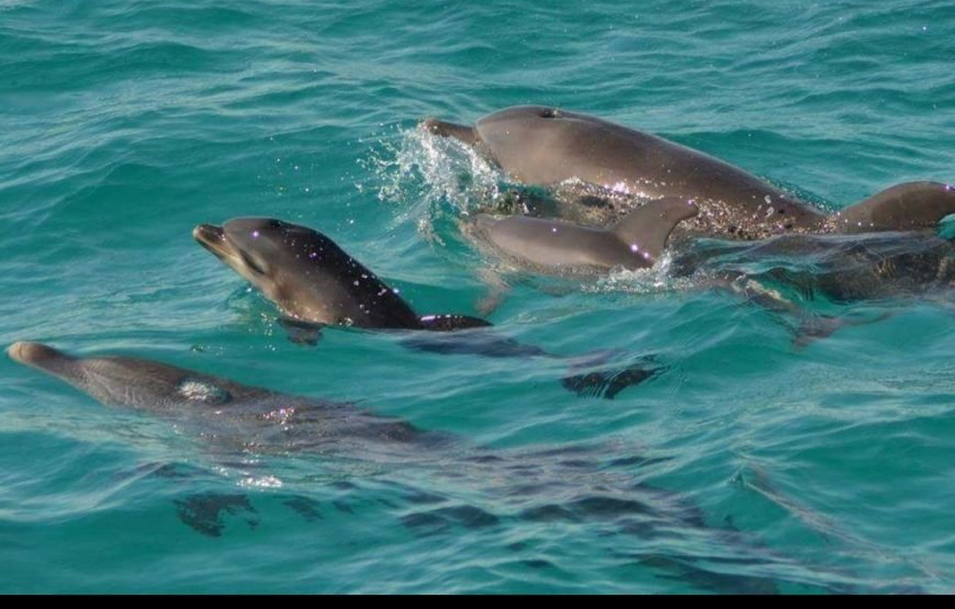 Dolphin House Boat Trip