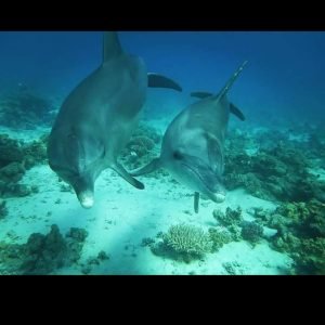 Dolphin House Boat Trip