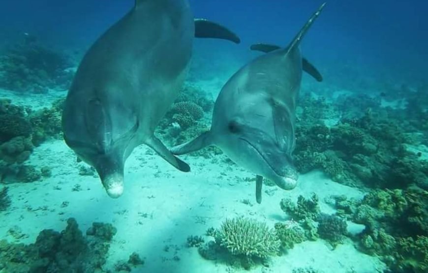 Dolphin House Boat Trip