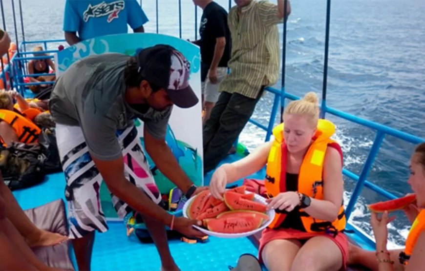 Whale Watching Mirissa Boat Tour