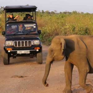 Minneriya National Park Private Safari