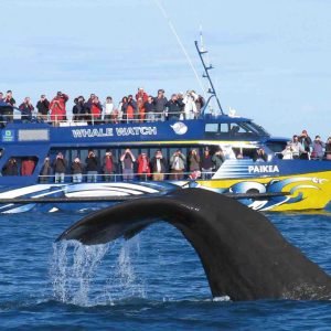 Whale Watching Mirissa Boat Tour