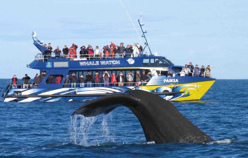 Whale Watching Mirissa Boat Tour
