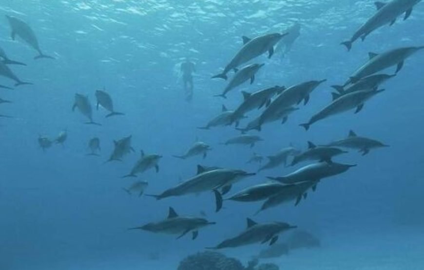 Dolphin House & Water Sports with Snorkeling