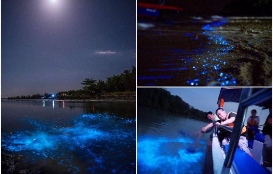 Kuala Gandah Elephant Experience and Kuala Selangor Fireflies Exploration