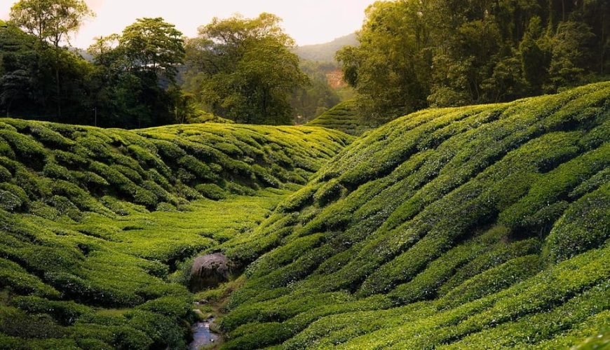 Cameron Highlands Guided Tour