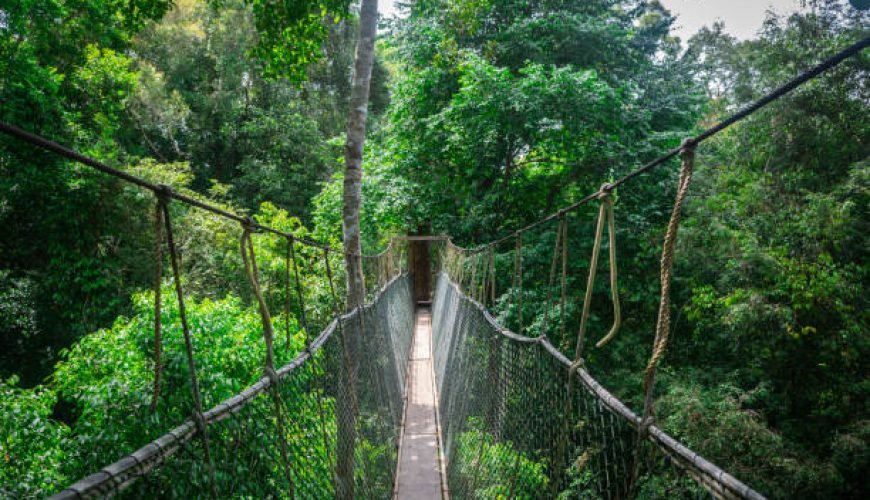 Taman Negara: A Journey Through the Rainforest