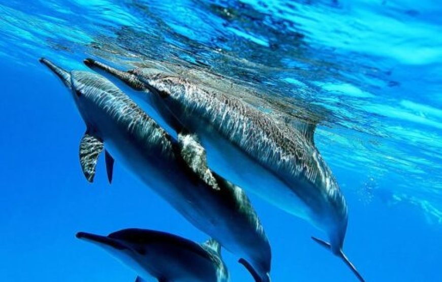 Dolphin House & Water Sports with Snorkeling
