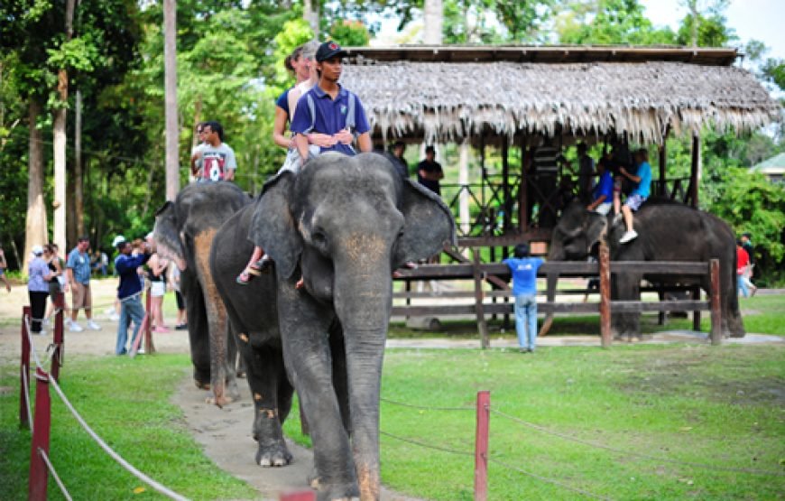 Kuala Gandah Elephant Experience and Kuala Selangor Fireflies Exploration