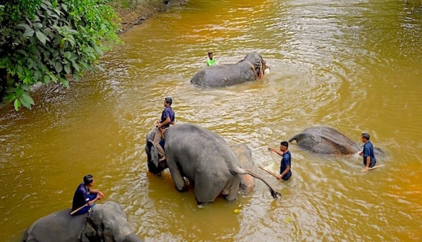 Elephants and their mahouts bathing together in the river