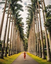 Peradeniya Botanical Garden