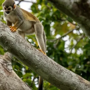 7 Day Amazon Deep Survival Trip To Amanã Lake