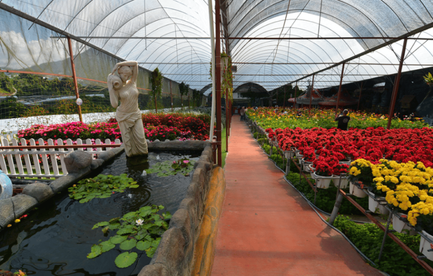 Cameron Highlands Guided Tour