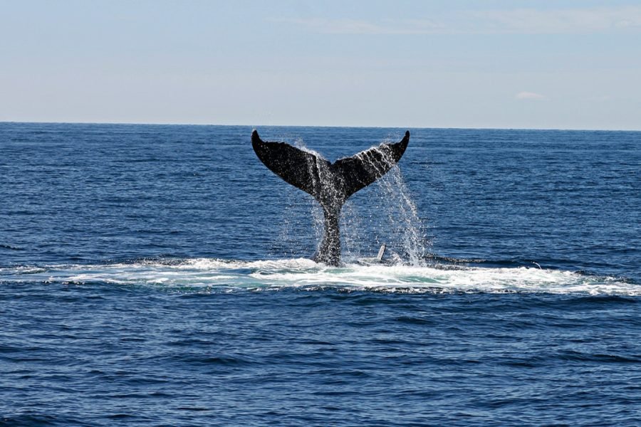 Whale Watching Mirissa Boat Tour
