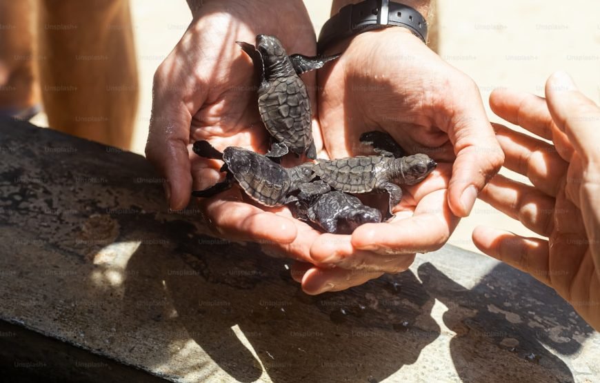 From Colombo To Galle Day Trip Turtles Surf Safari And More