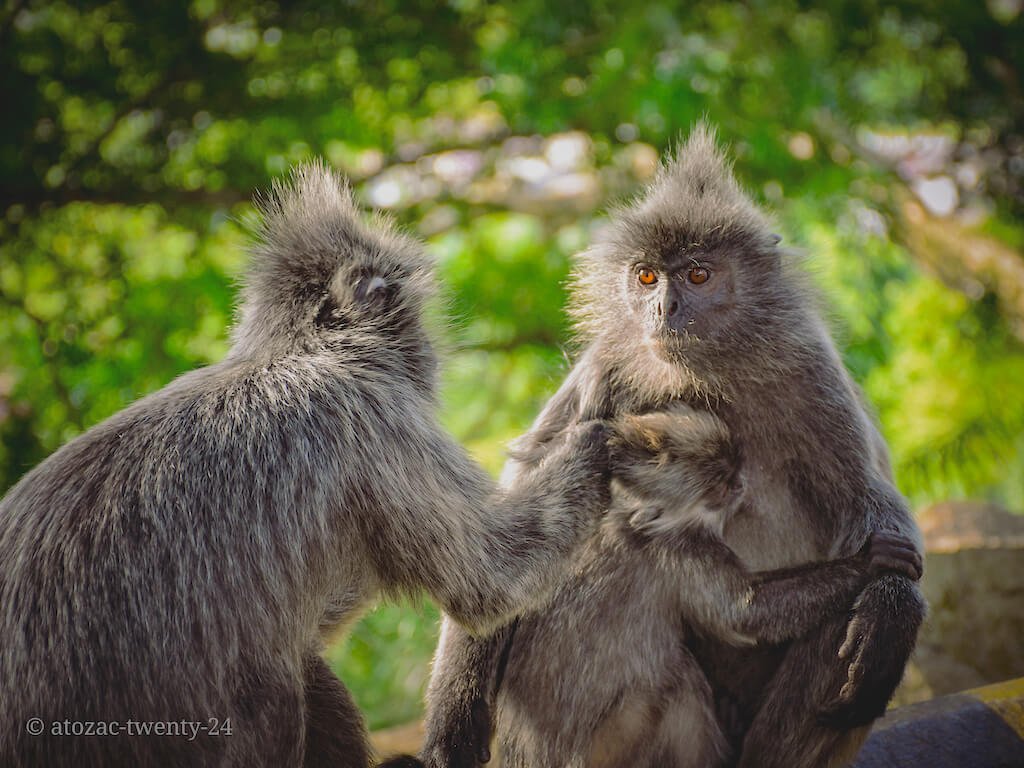 Silvery Langurs