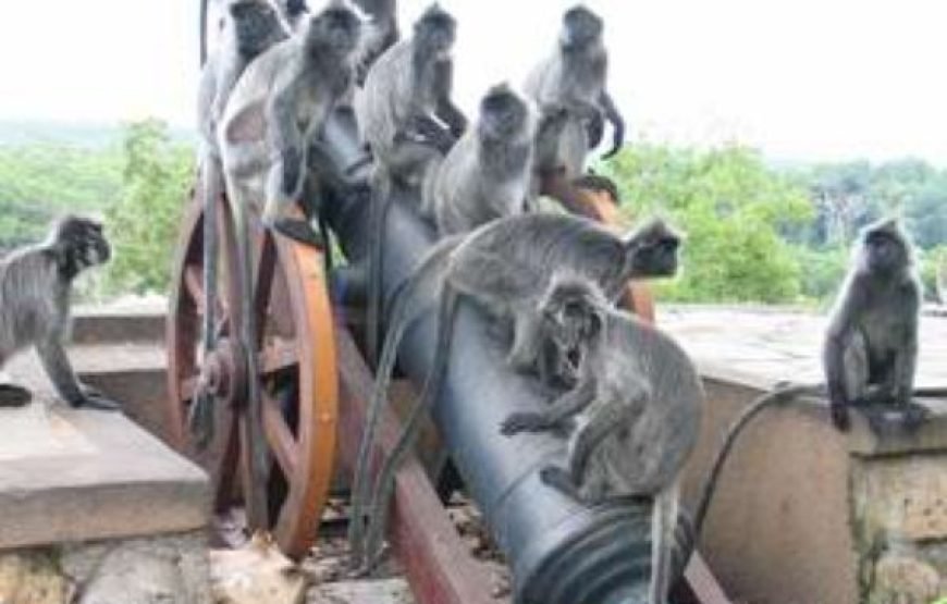 Kuala Gandah Elephant Experience and Kuala Selangor Fireflies Exploration