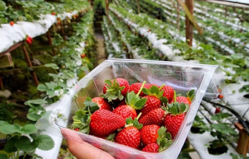 Cameron Highlands Guided Tour