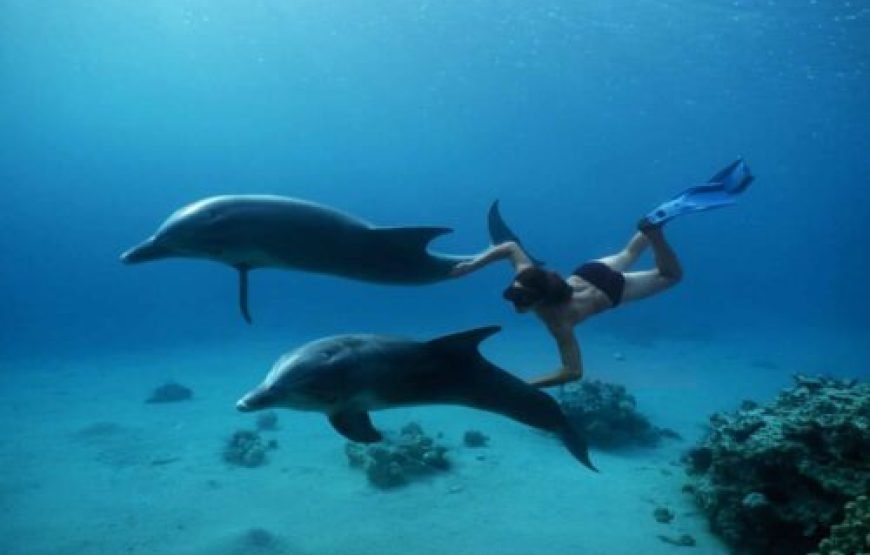 Dolphin House & Water Sports with Snorkeling