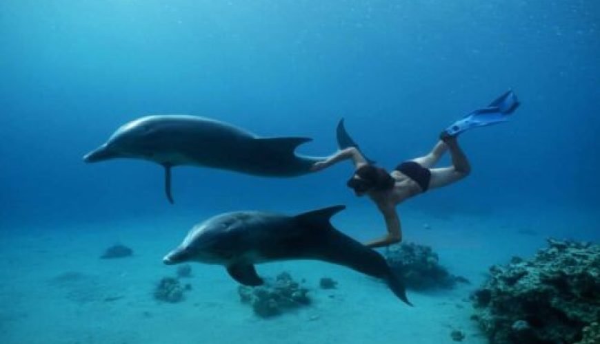 Dolphin House & Water Sports with snorkeling