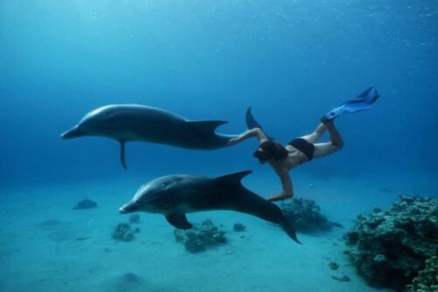 Dolphin House & Water Sports with snorkeling