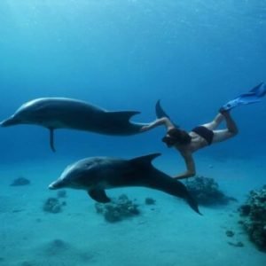 Dolphin House & Water Sports with snorkeling